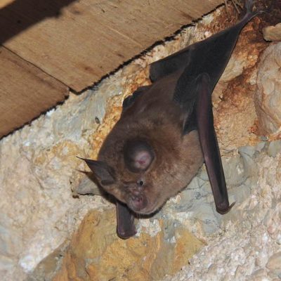 NIGHT AMONG WINGS AND WHISPERS