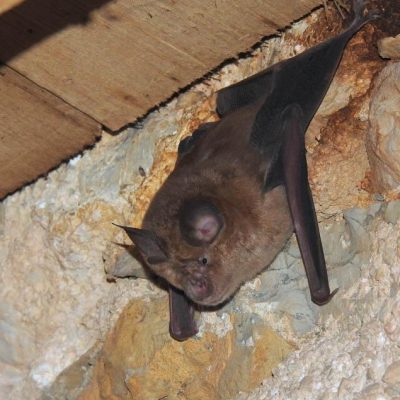 NOČ MED PERUTMI IN PRHUTI