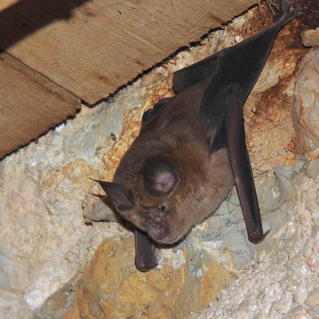 navadni-netopirdk-3