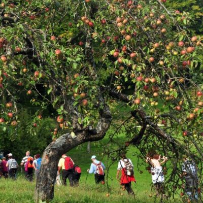18. POHOD PO KOZJANSKIH TRAVNIŠKIH SADOVNJAKIH